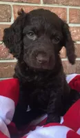 Buckee , a male Boykin Spaniel for sale in Douglas, GA – 3 of 5