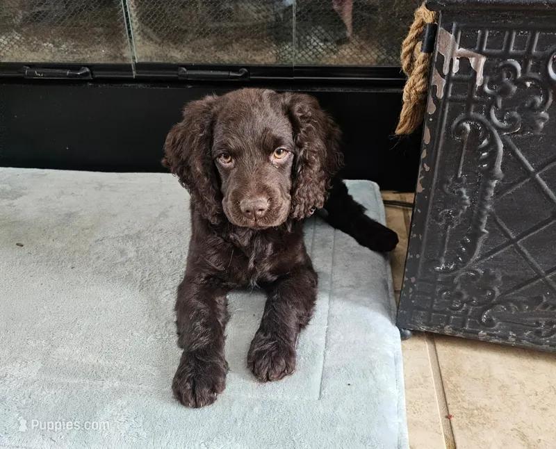 Jackson  – Boykin Spaniel puppy for sale in Douglas, GA