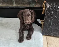 Jackson , a male Boykin Spaniel for sale in Douglas, GA – 1 of 2
