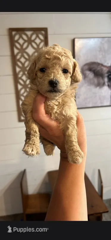 Gracie  – Maltipoo puppy for sale in Douglas, GA