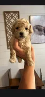 Gracie , a female Maltipoo for sale in Douglas, GA – 1 of 1