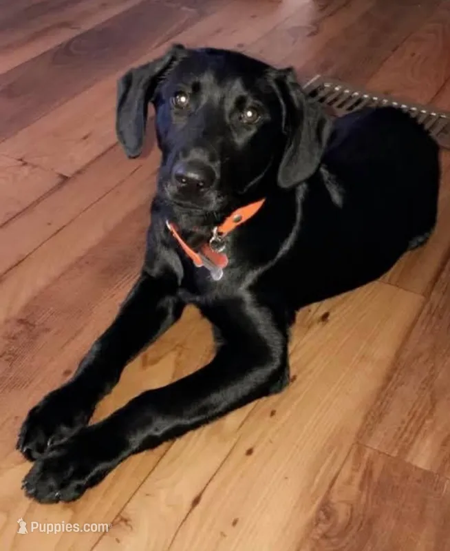 George  – Labrador Retriever puppy for sale in Douglas, GA