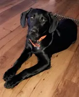 George , a male Labrador Retriever for sale in Douglas, GA – 1 of 3