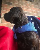 Maxwell..Max, a male Boykin Spaniel for sale in Douglas, GA – 2 of 5
