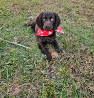 Greg, a male Boykin Spaniel for sale in Douglas, GA – 2 of 3