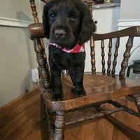 Sam, a male Boykin Spaniel for sale in Douglas, GA – 6 of 6