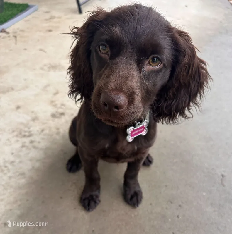 Missy – Boykin Spaniel puppy for sale in Douglas, GA