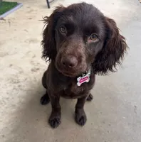 Missy, a female Boykin Spaniel for sale in Douglas, GA – 1 of 5