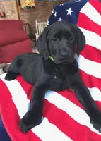 George , a male Labrador Retriever for sale in Douglas, GA – 5 of 5
