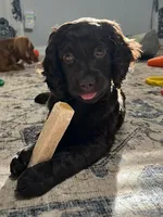 Kager, a male Boykin Spaniel for sale in Douglas, GA – 2 of 4
