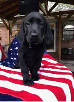 Gracie , a female Labrador Retriever for sale in Douglas, GA – 4 of 4