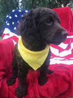 Christopher , a male Boykin Spaniel for sale in Douglas, GA – 2 of 4