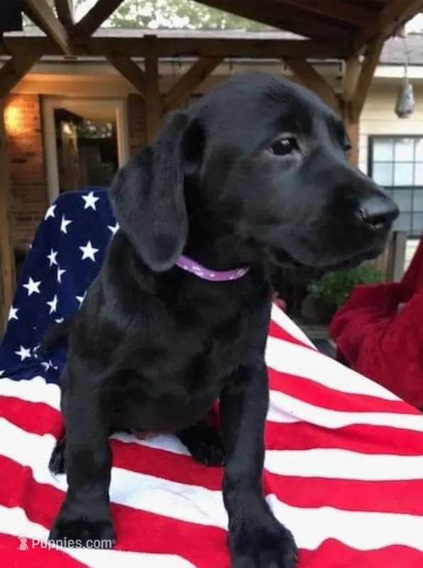 Sissy  – Labrador Retriever puppy for sale in Douglas, GA