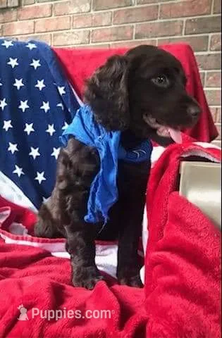 Max  – Boykin Spaniel puppy for sale in Douglas, GA