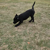 Sissy , a female Labrador Retriever for sale in Douglas, GA – Photo 6 of 7