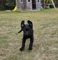 Sissy , a female Labrador Retriever for sale in Douglas, GA – Photo 4 of 7