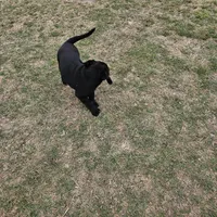 Sissy , a female Labrador Retriever for sale in Douglas, GA – Photo 7 of 7