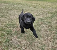 Sissy , a female Labrador Retriever for sale in Douglas, GA – Photo 3 of 7