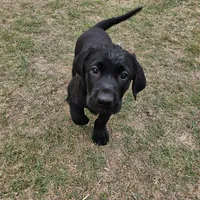 Sissy , a female Labrador Retriever for sale in Douglas, GA – Photo 2 of 7