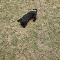 Sissy , a female Labrador Retriever for sale in Douglas, GA – Photo 5 of 7