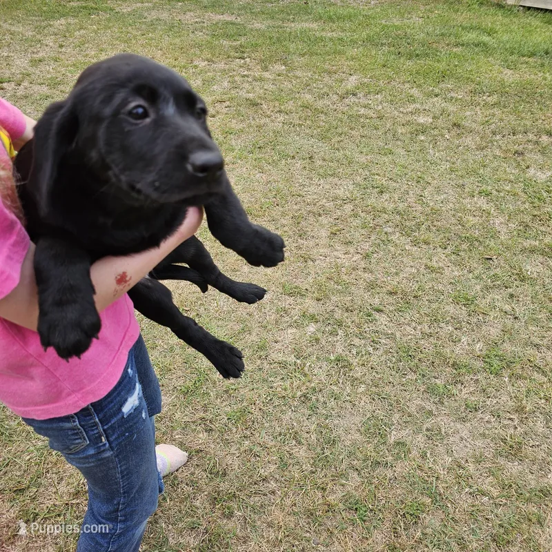 Sissy  – Labrador Retriever puppy for sale in Douglas, GA