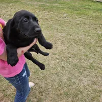 Sissy , a female Labrador Retriever for sale in Douglas, GA – Photo 1 of 7