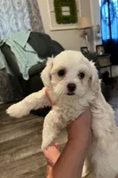 Pearl , a female Maltipoo for sale in Douglas, GA – 2 of 2