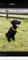 Lucas, a male Labrador Retriever for sale in Douglas, GA – 3 of 4