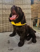 Tuck, a male Boykin Spaniel for sale in Douglas, GA – 4 of 7