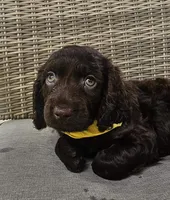 Tuck, a male Boykin Spaniel for sale in Douglas, GA – 3 of 7