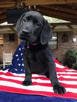 Gracie , a female Labrador Retriever for sale in Douglas, GA – 2 of 4