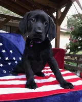 Gracie , a female Labrador Retriever for sale in Douglas, GA – 3 of 4