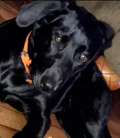George , a male Labrador Retriever for sale in Douglas, GA – 3 of 3
