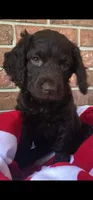 Buckee , a male Boykin Spaniel for sale in Douglas, GA – 4 of 5
