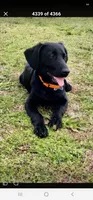 Lucas, a male Labrador Retriever for sale in Douglas, GA – 4 of 4
