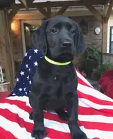 George , a male Labrador Retriever for sale in Douglas, GA – 3 of 5