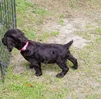 Runt, a female Boykin Spaniel for sale in Douglas, GA – 2 of 3