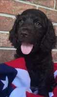 Buckee , a male Boykin Spaniel for sale in Douglas, GA – 1 of 5