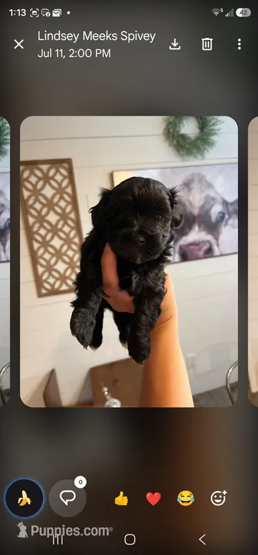 Buck – Maltipoo puppy for sale in Douglas, GA