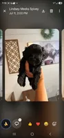 Buck, a male Maltipoo for sale in Douglas, GA – 1 of 1