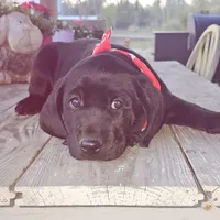 Simba , a male Labrador Retriever for sale in Douglas, GA – Photo 1 of 4