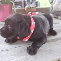 Simba , a male Labrador Retriever for sale in Douglas, GA – Photo 2 of 4