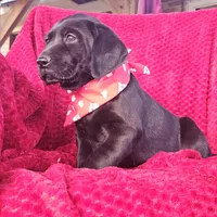 Simba , a male Labrador Retriever for sale in Douglas, GA – Photo 4 of 4