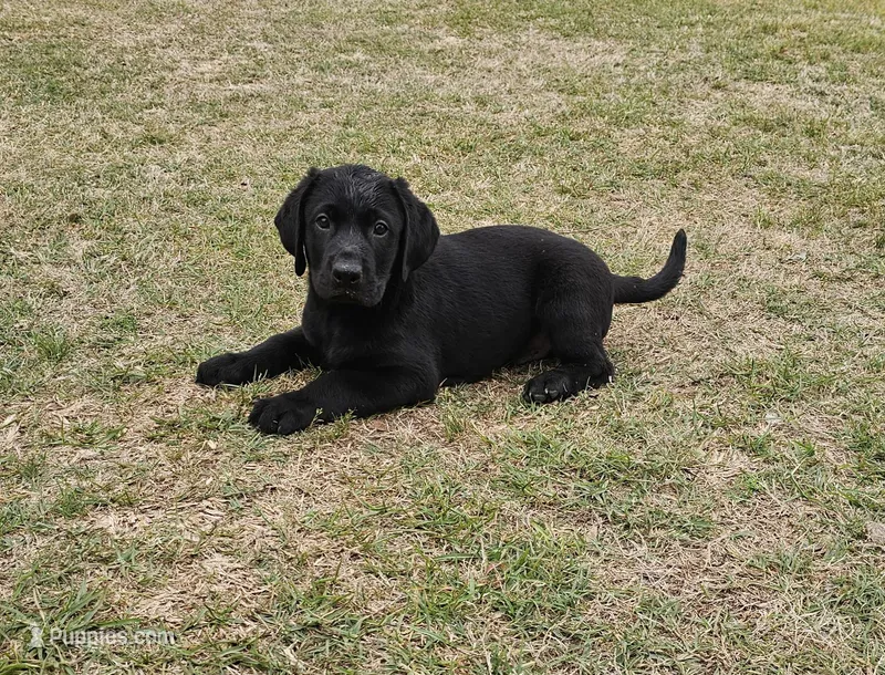 George  – Labrador Retriever puppy for sale in Douglas, GA