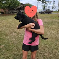 George , a male Labrador Retriever for sale in Douglas, GA – Photo 3 of 3