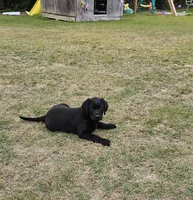 George , a male Labrador Retriever for sale in Douglas, GA – Photo 2 of 3