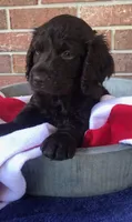 Buckee , a male Boykin Spaniel for sale in Douglas, GA – 5 of 5