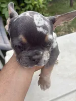 Bertha, a female French Bulldog for sale in Madera, CA – 2 of 6
