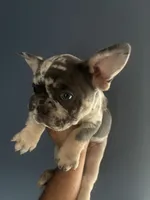 Sookie, a female French Bulldog for sale in Madera, CA – 3 of 6