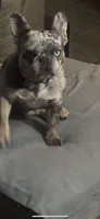 Bertha, a female French Bulldog for sale in Madera, CA – 5 of 6
